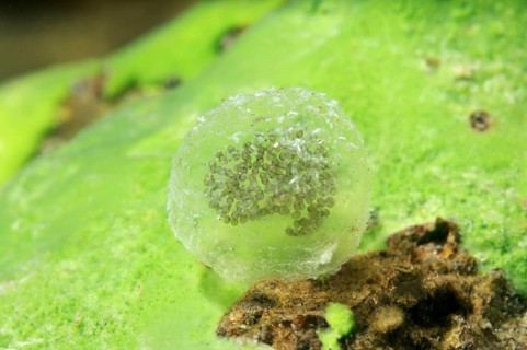 Eggs of a freshwater snail