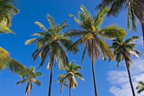 Palm grove