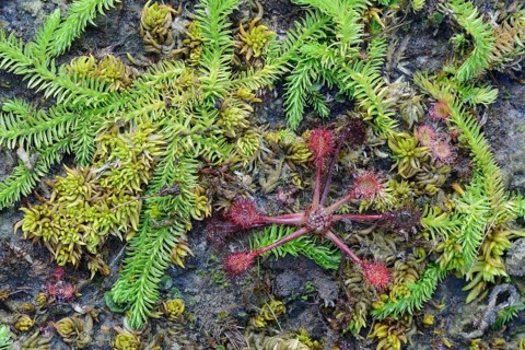 Bog Clubmoss (Lycopodiella inundata) and Round-leafed Sundew (Drosera rotundifolia)