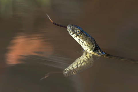 Dice Snake (Natrix tessellata)