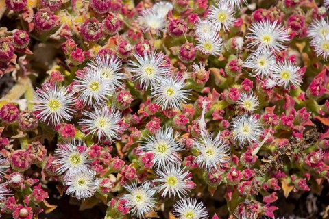 Ice Plant or Crystalline Iceplant (Mesembryanthemum crystallinum)