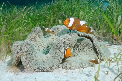 Saddleback Clownfish or Yellowfin Anemonefish (Amphiprion polymnus)
