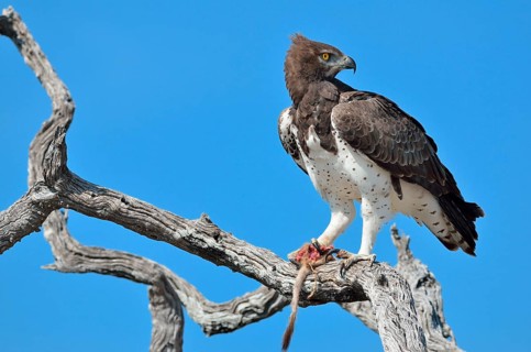 Martial Eagle (Polemaetus bellicosus)