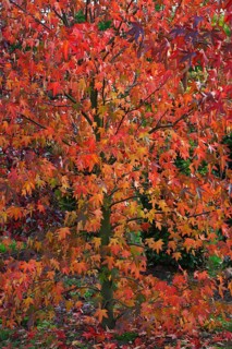 American sweetgum (Liquidambar styraciflua) in autumn colors