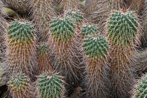 Cacti (Mammillaria compressa)