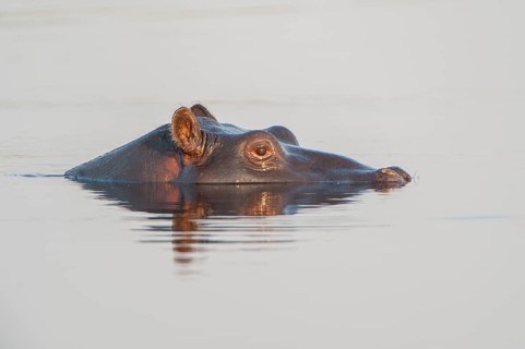 Hippopotamus (Hippopotamus amphibius)