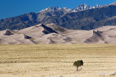 Single tree