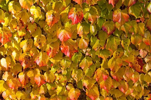 Grape Vine (Vitis vinifera subsp. Sylvestris)
