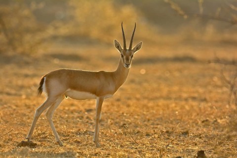 Indian Gazelle or Chinkara (Gazella bennettii) in the dry bush forests of Thar Desert