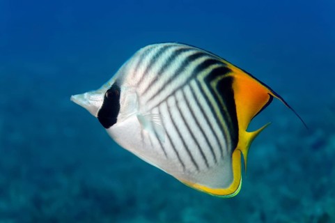 Threadfin butterflyfish (Chaetodon auriga)
