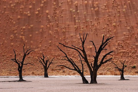 Dead camel thorn trees (Vachellia erioloba)