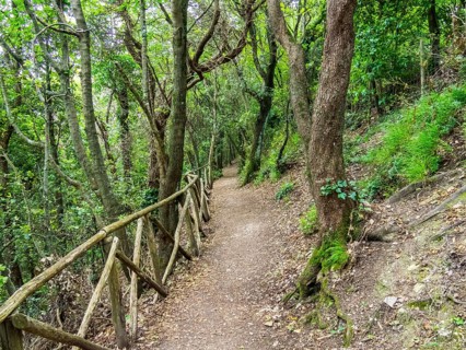Path in the woods