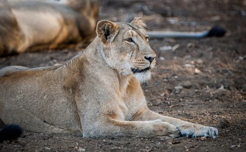 Asiatic lion (Panthera leo persica)