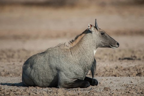Nilgai or nilgau (Boselaphus tragocamelus)