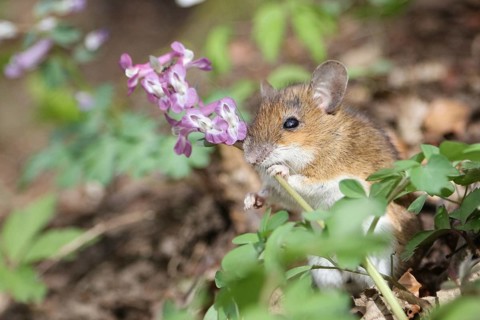 Yellow-necked Mouse (Apodemus flavicollis) feeding on Hollowroot (Corydalis cava)