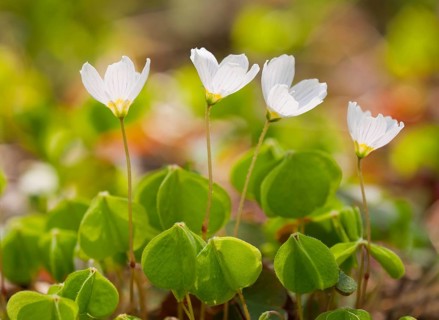 Wood Sorrel (Oxalis acetosella)