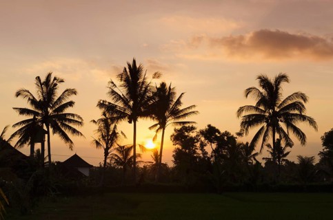 Sunset behind coconut trees