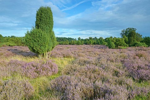 Heather in bloom in a juniper grove