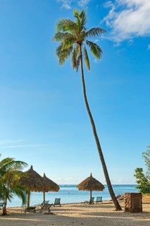 Beach with a large palm tree and sun umbrellas
