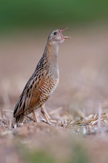 Corncrake (Crex crex)