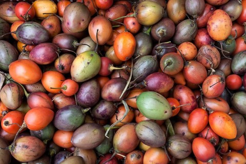 Tamarillo (Solanum betaceum)