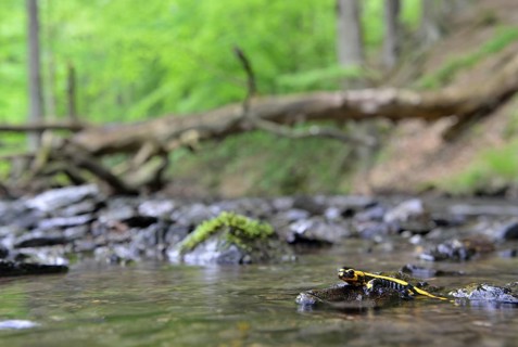 Barred Fire Salamander (Salamandra salamandra ssp. Terrestris) on a moss-covered stone in Stolberg
