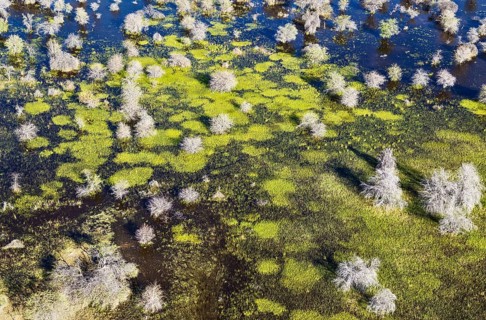 Dying Mopane trees (Colophospermum mopane) in a freshwater marsh