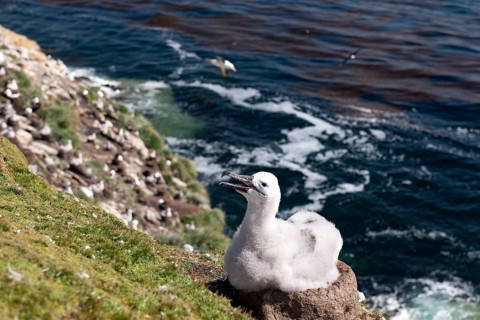 Black-browed Albatross (Thalassarche melanophris) chick on its nest