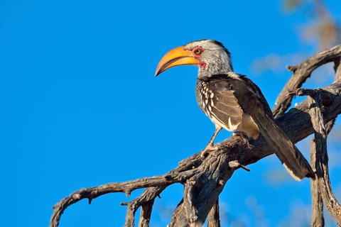Southern Yellow-billed Hornbill (Tockus leucomelas)