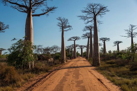 Avenue of the Baobabs or Baobab Alley