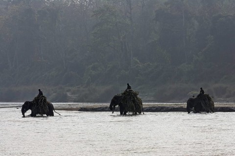 Mahouts crossing the East Rapti River with their elephants at Sauraha