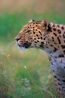 Amur Leopard (Panthera pardus orientalis)