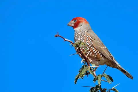Red-headed Finch (Amadina erythrocephala)