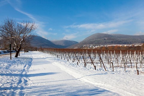 Wintry landscape