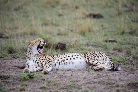 Cheetah (Acinonyx jubatus)