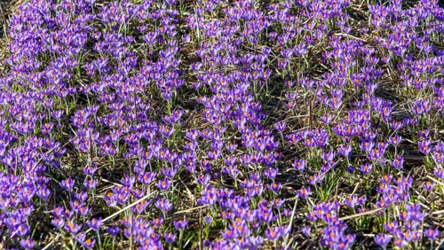 Mass cultivation of crocuses