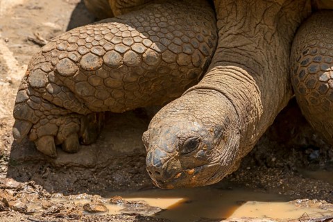 Aldabra giant tortoise (Aldabrachelys gigantea)