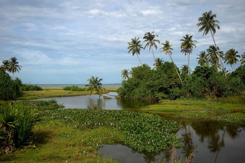 Vegetation on the island of Simeulue