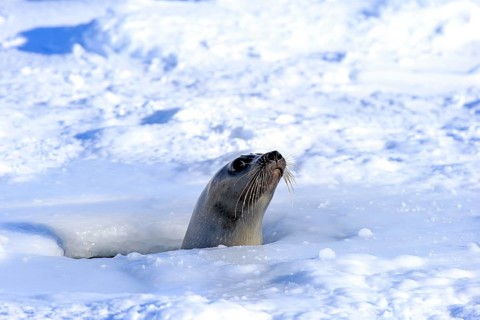 Harp Seal or Saddleback Seal (Pagophilus groenlandicus