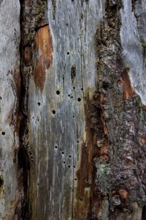Dead wood with insect gnaw marks and holes in the wood