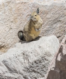 Southern viscacha (Lagidium viscacia)