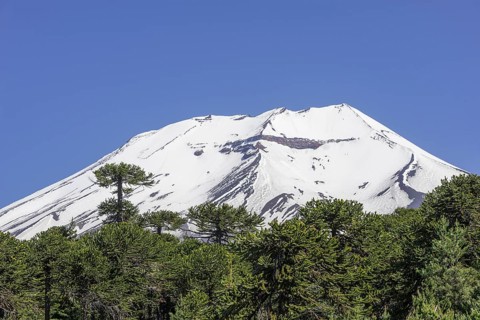 Monkey Puzzle Tree (Araucaria araucana) and Lonquimay volcano