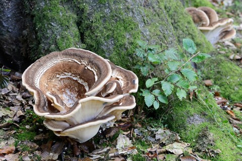 Giant Polypore (Meripilus giganteus)