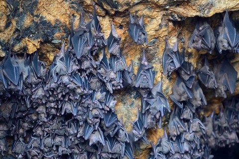 Hundreds of bats in a cave above the altar