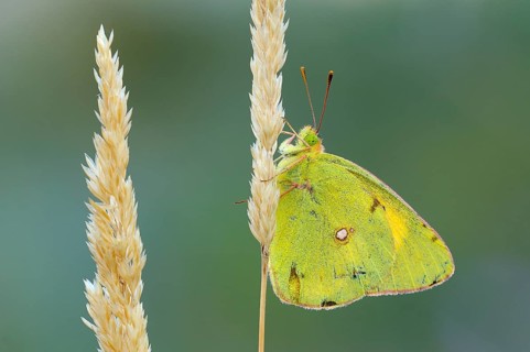 Pale Clouded Yellow (Colias hyale) on a grass seed head