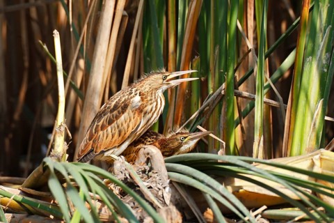 Little Bitterns (Ixobrychus minutus)
