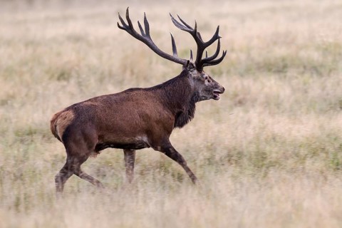 Red Deer (Cervus elaphus)