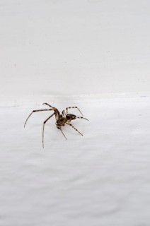 Cross spider (Araneus diadematus) crawling on wallpaper