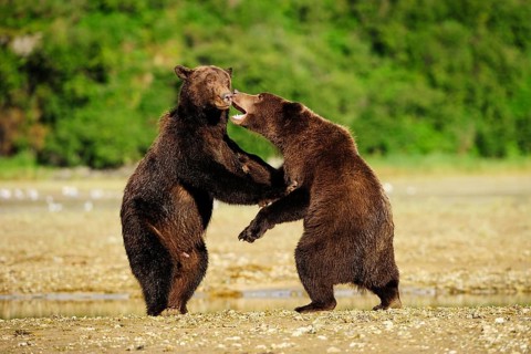Two Brown Bears (Ursus arctos) play-fighting with each other