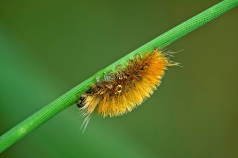 Hairy caterpillar of a moth (Erebidae)